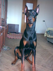 Отдам взрослого ДОБЕРМАНА, кобель 3 года. Только мужчине. Не на цепь