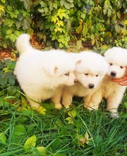 Продаются щенки