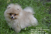 Щенки померанского шпица (мини и стандарт)