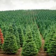 Сосна оптом по Украине