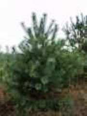 Новогодние елки и сосны оптом с доставкой по Украине