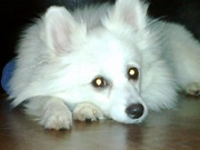 продам немецкого шпица