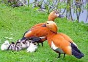 дикая утка породы огарь