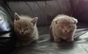 Котята Британские и вислоухая