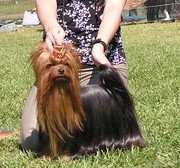 Йоркширский терьер, щенки от титулованных родителей