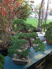 Японские бонсаи и ниваки