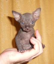 Лучший подарок к новому году - котенок канадского сфинкса