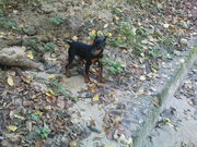 карликовий пінчер - міні