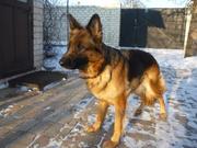 продаю щенков немецкой овчарки