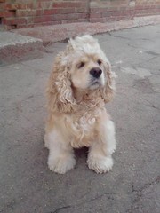 Предлагаю для вязки или продам