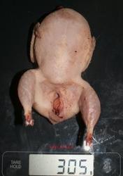 инкубационное яйцо перепелов техасские