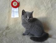Британские голубые короткошерстные котята