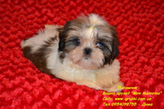 Кукольные щеночки ши-тцу Vip-Classa!
