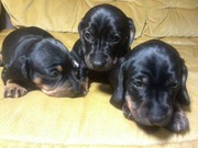 Щенки таксы! Классные!