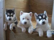 3 умными, здоровыми и хорошо обученных сибирских хаски щенки