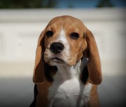 Продам щенка породы бигль