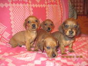 Продам щенков гладкошерстной таксы!!!