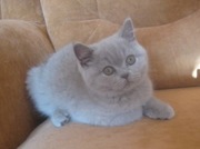 шотландская лиловая красотка