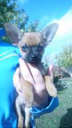 Той-терьер . Кобель МИНИ