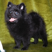 щенок малого шпица