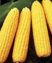 Семена кукурузы