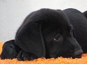 Элитные щенки лабрадора