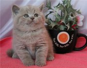 Плюшевые, британские котята!