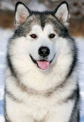 Аляскинский маламут