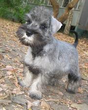 Предлагаем щенков цвергшнауцера