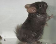 Шиншиллы самых красивых окрасов из DiamondChins.