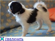 Японские хины