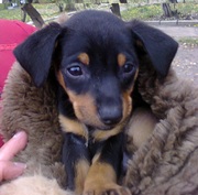 карликовый пинчер, мопс