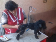 Стрижка любимых собак и котов.