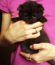 Очаровательные шотландские котята