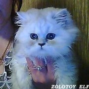 Персидские шиншиллы