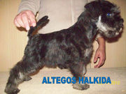 Цвергшнауцер, девочка чёрная с серебром