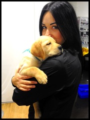 Щенок Лабрадора кобель продам