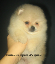 Щенки померанского шпица Шпицы 