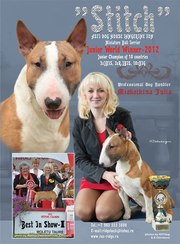 Щенки миниатюрного бультерьера. Продажа . Минибульки