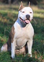 Продаются щенки Американского стаффордширского терьера.