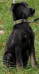 Подарю щенка стриттерьера! Очень ласковый и верный!