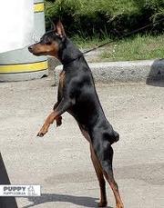 Щенки цвергпинчера, ч/п, родословная..