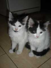 Двое из ларца красивых пушистых котенка отдадим в хорошие руки