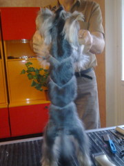 Стрижка самых любимых собак и котов.