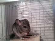 ШИНШИЛЁНОК - продам не дорого