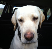 Отдам в хорошие руки лабрадопа