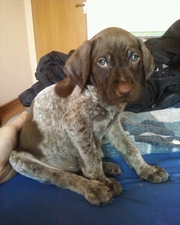 ПРОДАМ Щенков КУРЦХААРА(Полтава)