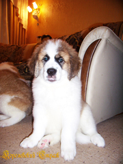 Щенки от чемпиона Украины