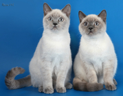 Шотландские котята Шоу класса.