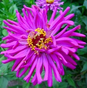 Семена циннии